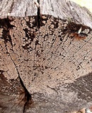 Xylobolus frustulatus image
