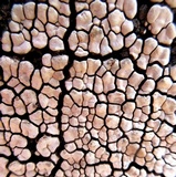 Xylobolus frustulatus image