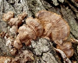 Phellinus gilvus image