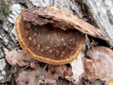 Phellinus gilvus image