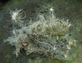 Usnea arizonica image