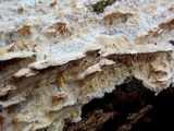 Trametopsis cervina image