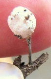 Tetrapyrgos nigripes image