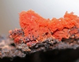 Metatrichia vesparium image