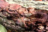 Fuscoporia ferruginosa image