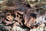 Fuscoporia ferruginosa image