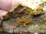 Fuscoporia ferruginosa image