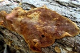 Fuscoporia ferruginosa image