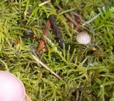 Mycena albidula image