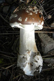 Amanita ameripanthera image