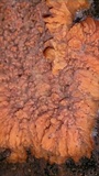 Phlebia radiata image