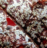 Sawadaea tulasnei image