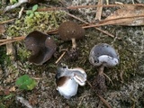 Helvella leucomelaena image