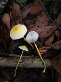Leucocoprinus fragilissimus image