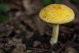 Amanita flavorubens image
