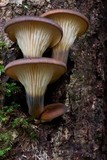 Omphalotus nidiformis image
