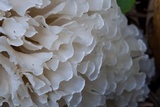 Hydnopolyporus fimbriatus image