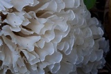 Hydnopolyporus fimbriatus image