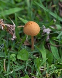 Conocybe tenera image