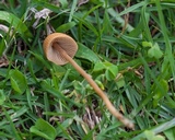 Conocybe tenera image