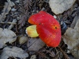 Hygrocybe laetissima image