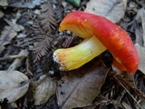 Hygrocybe laetissima image
