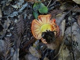 Hygrocybe laetissima image