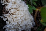Hydnopolyporus fimbriatus image