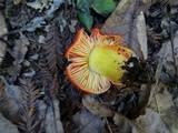 Hygrocybe laetissima image