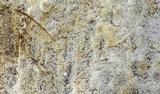 Botryobasidium danicum image