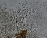Botryobasidium danicum image