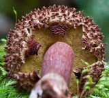 Boletellus emodensis image