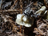 Clitocybe metachroa image