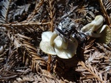 Clitocybe metachroa image