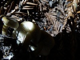 Clitocybe metachroa image