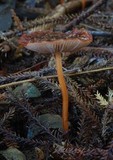 Marasmius atrocastaneus image