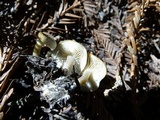 Clitocybe metachroa image
