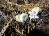 Clitocybe metachroa image