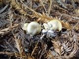 Clitocybe metachroa image
