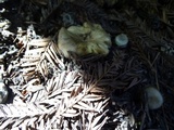 Clitocybe metachroa image