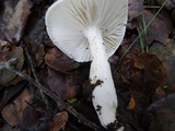 Hygrophorus roseobrunneus image