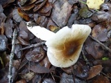 Hygrophorus roseobrunneus image