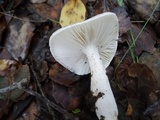 Hygrophorus roseobrunneus image