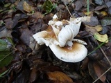 Hygrophorus roseobrunneus image