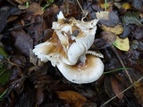 Hygrophorus roseobrunneus image