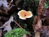 Hygrophoropsis aurantiaca image