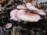 Hygrophorus russula image