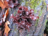 Phaeotremella frondosa image