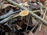Rhizomarasmius pyrrhocephalus image