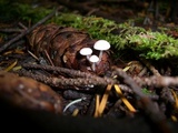 Strobilurus albipilatus image